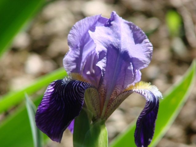 plava perunika